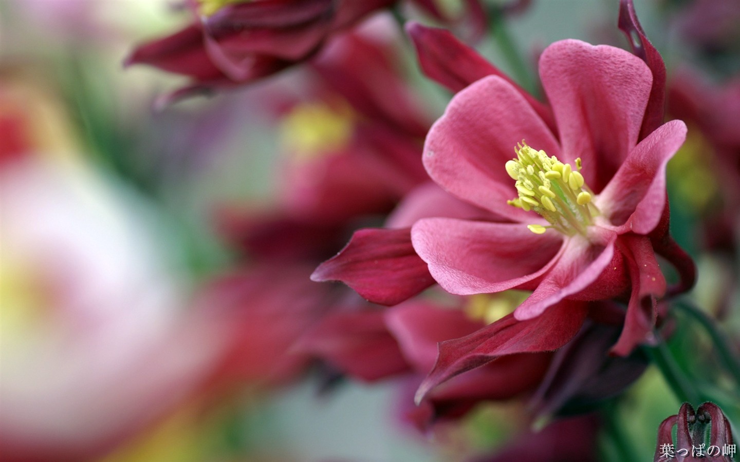 個人花卉攝影高清壁紙 #43 - 1440x900