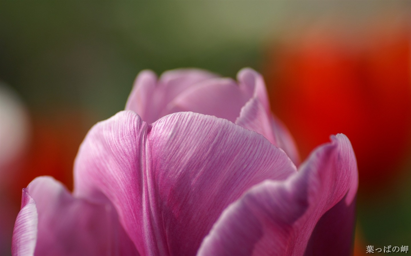個人花卉攝影高清壁紙 #48 - 1440x900