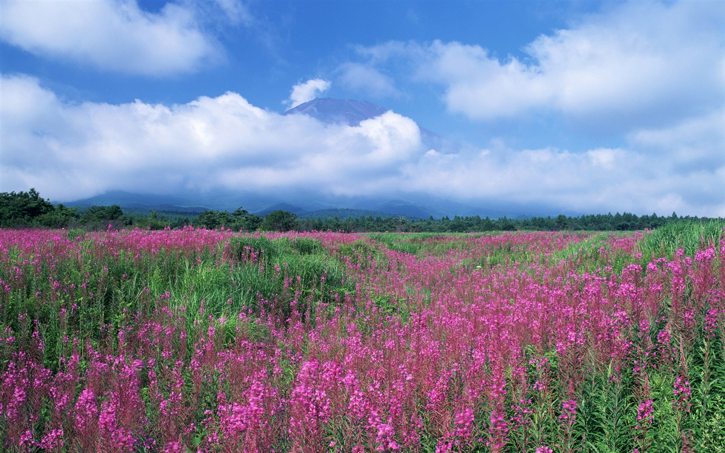 蓝天白云与鲜花壁纸6 - 1440x900