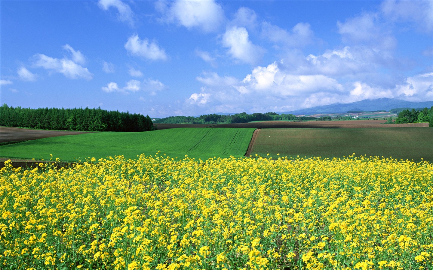 蓝天白云与鲜花壁纸15 - 1440x900