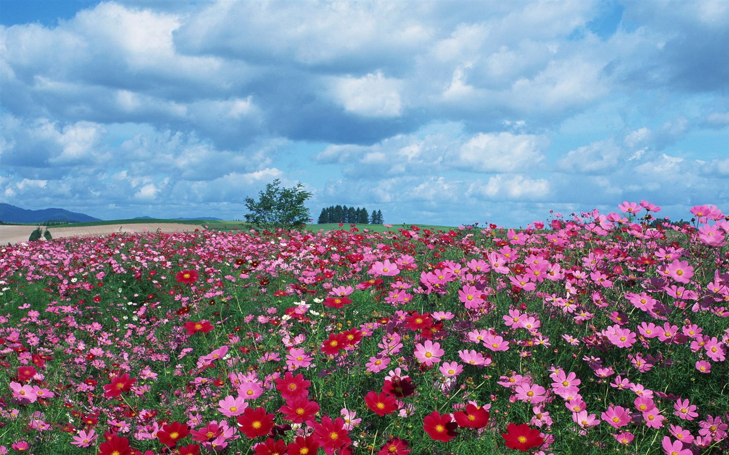 Blauer Himmel, weiße Wolken und Blumen Wallpaper #18 - 1440x900