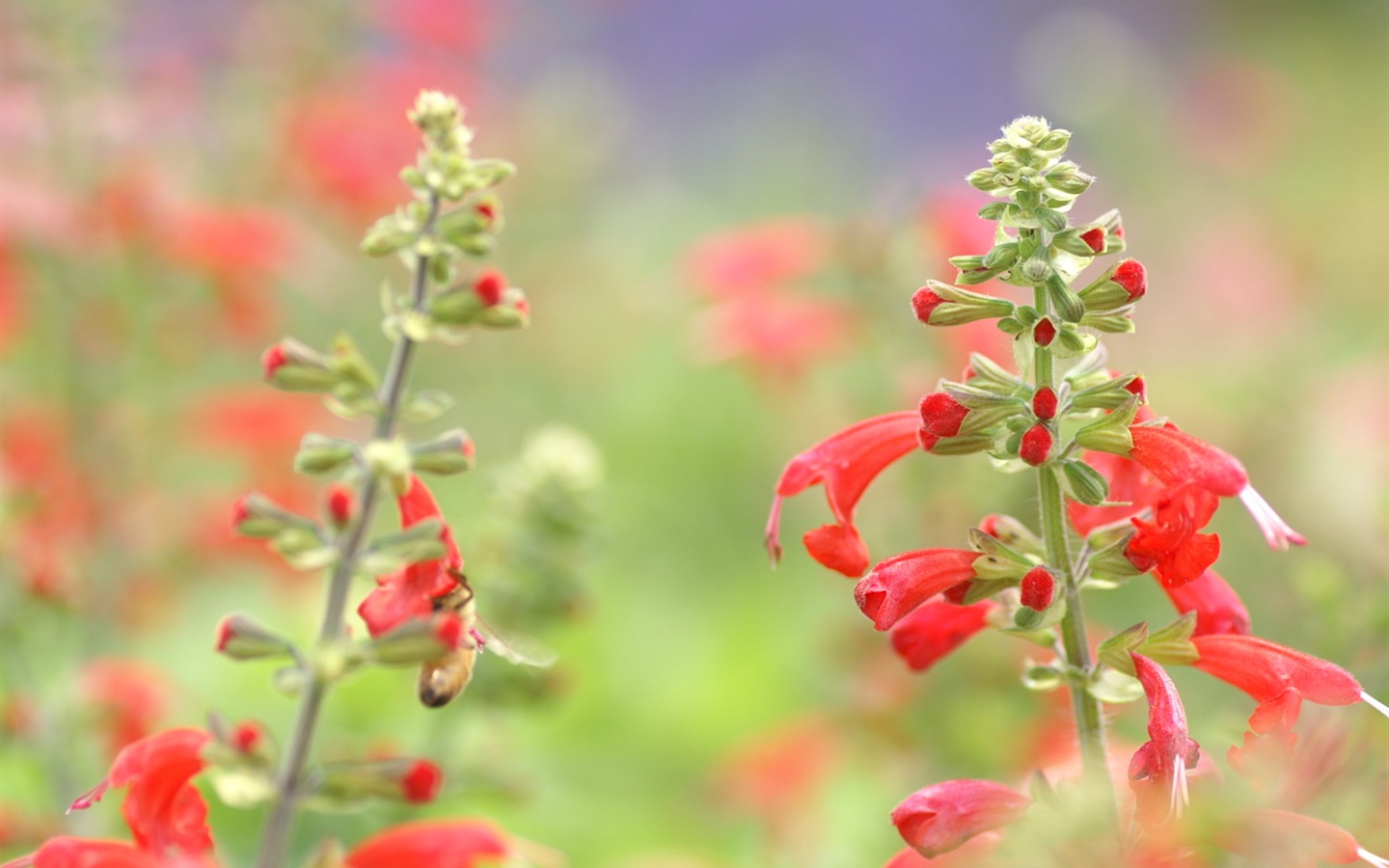 절묘한 꽃 배경 화면 #35 - 1440x900