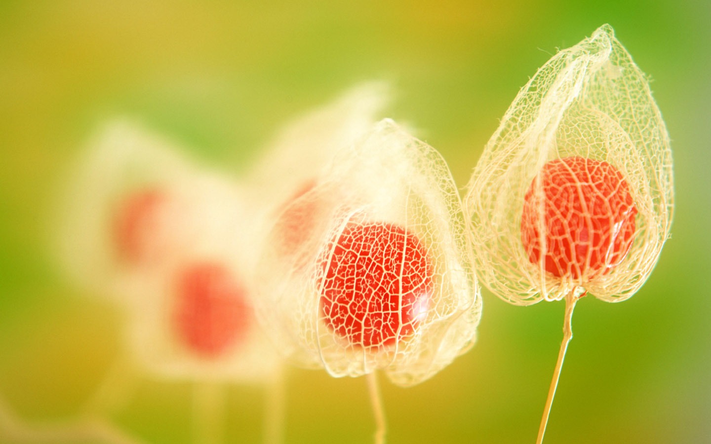 Flowers close-up (6) #16 - 1440x900