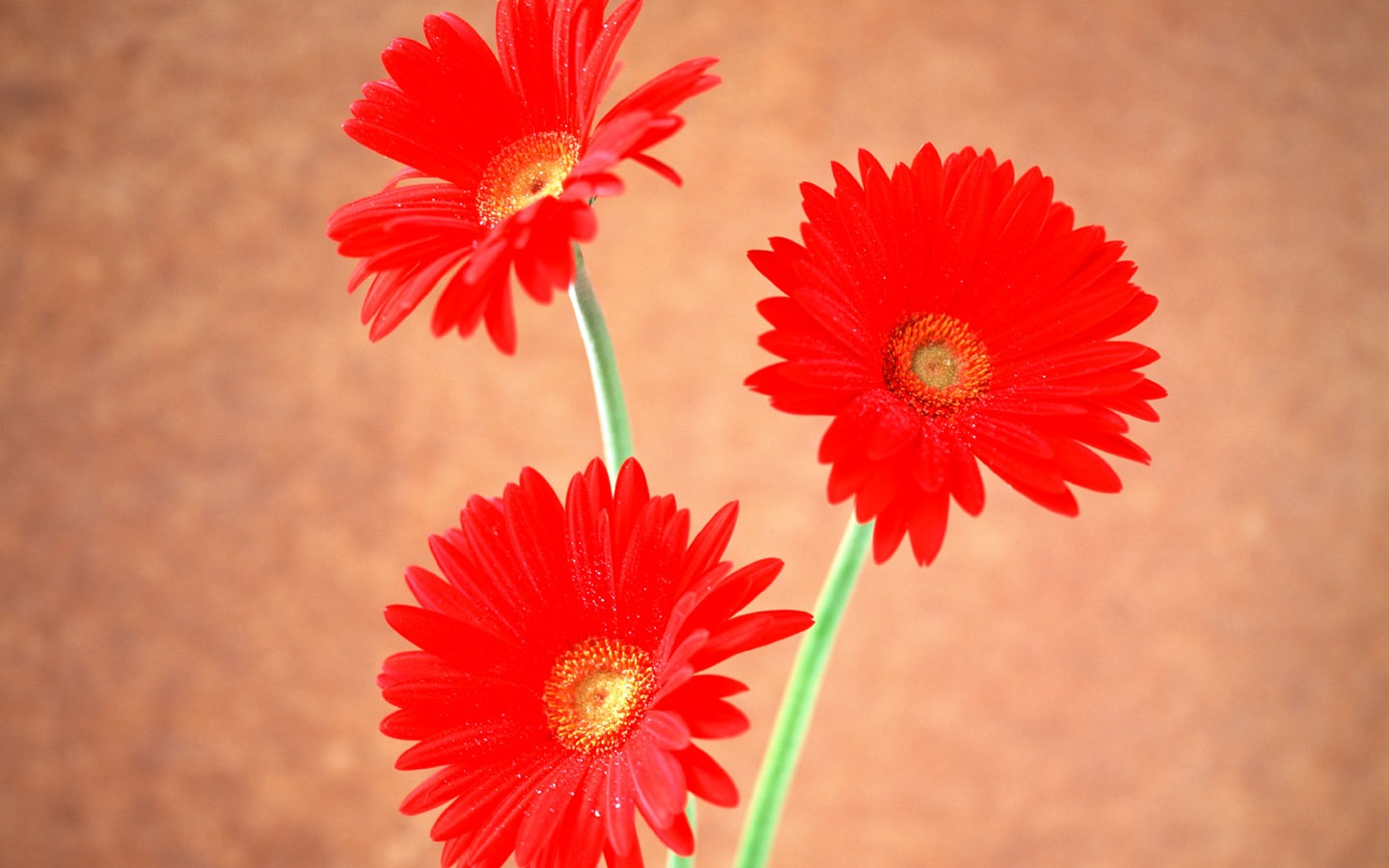 Flowers close-up (6) #20 - 1440x900