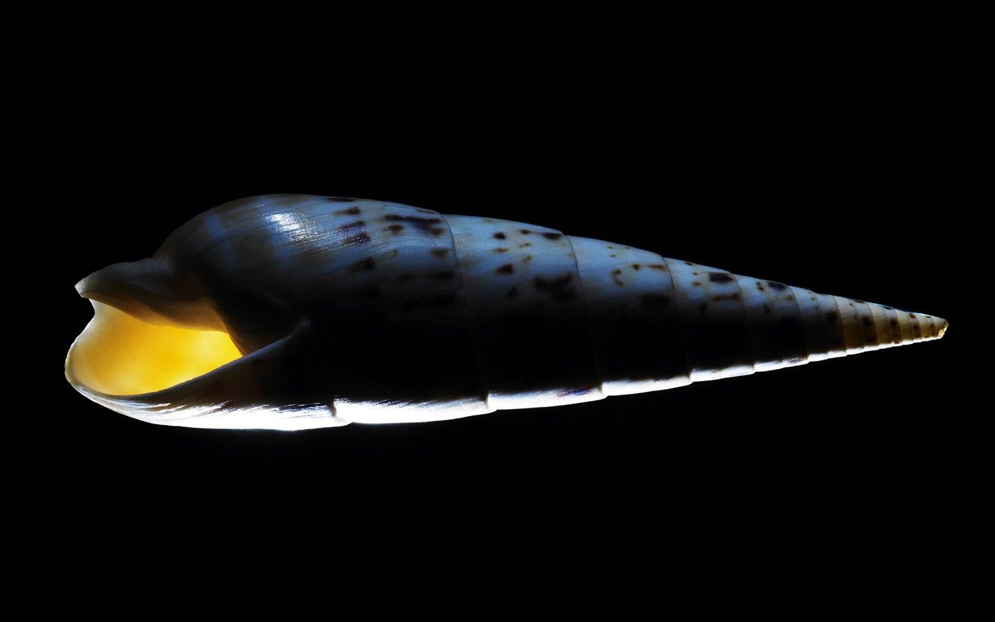 千年生物壁紙專輯(五) #17 - 1440x900