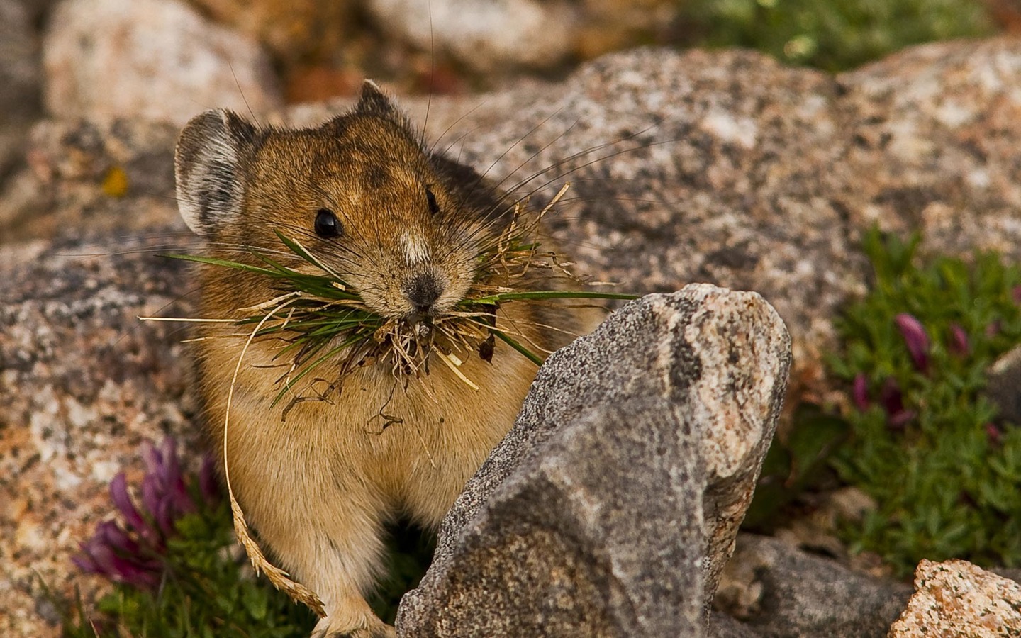 National Geographic Wallpapers Animal artículos (2) #6 - 1440x900