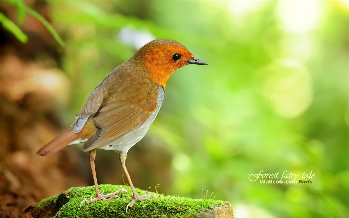 Lovely Frühjahr Vogel Tapete #11 - 1440x900