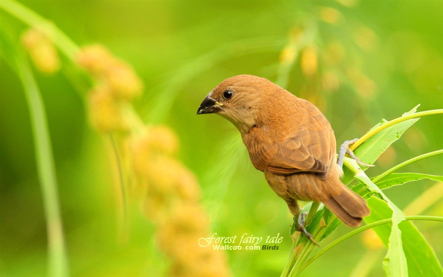 Lovely spring bird wallpaper #17 - 1440x900