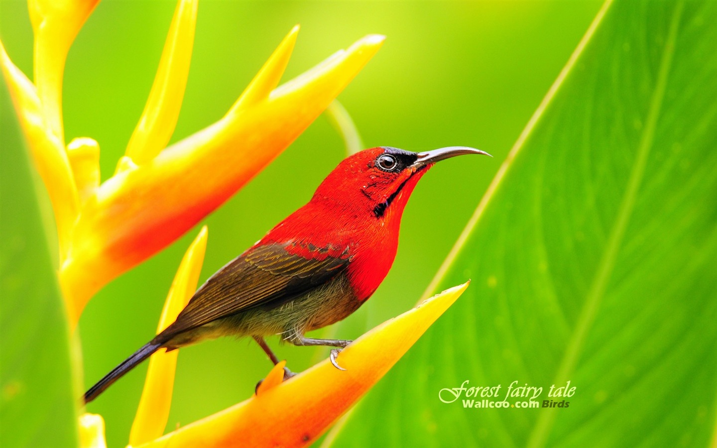 Lovely spring bird wallpaper #18 - 1440x900