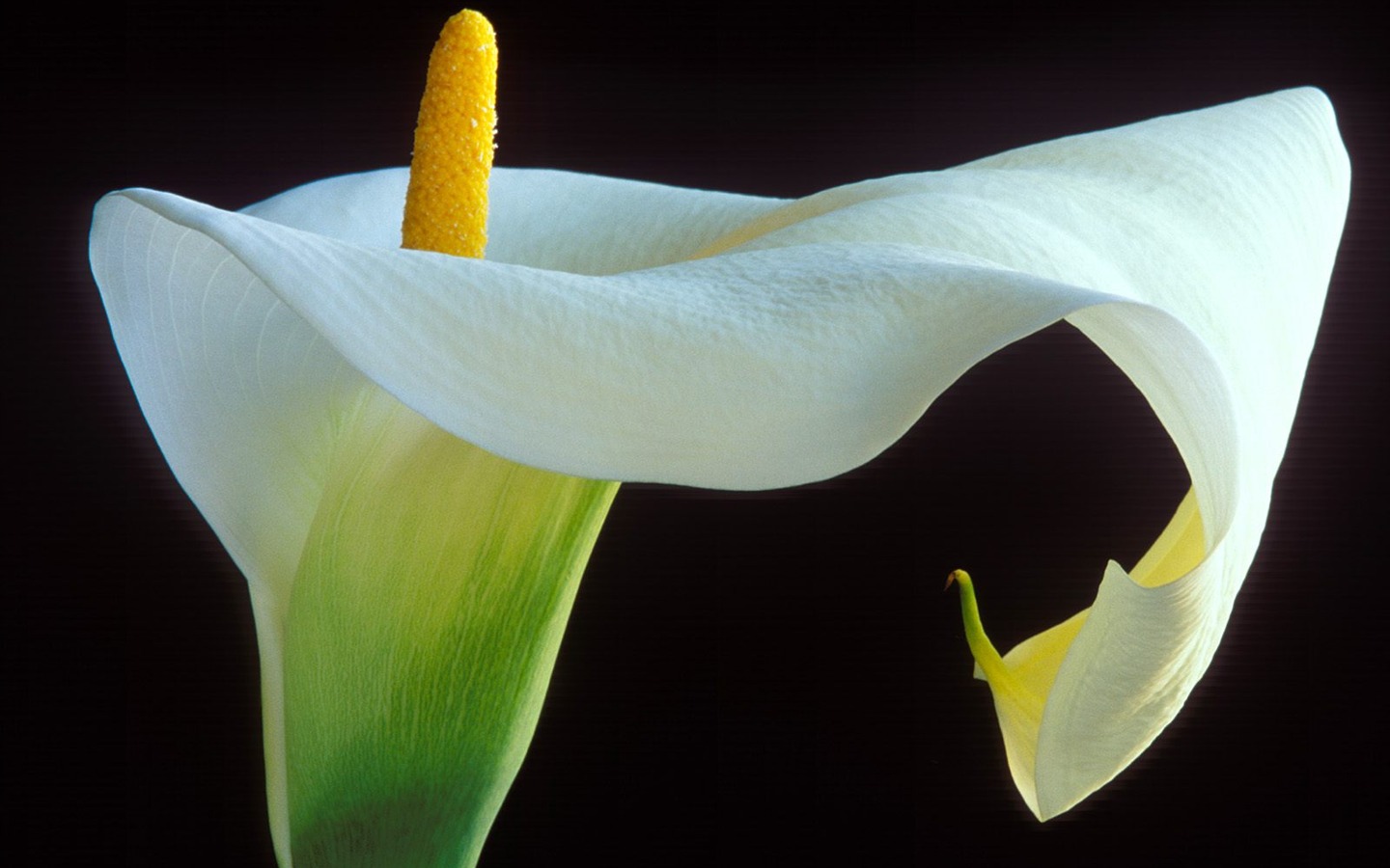 Flowers close-up (7) #4 - 1440x900