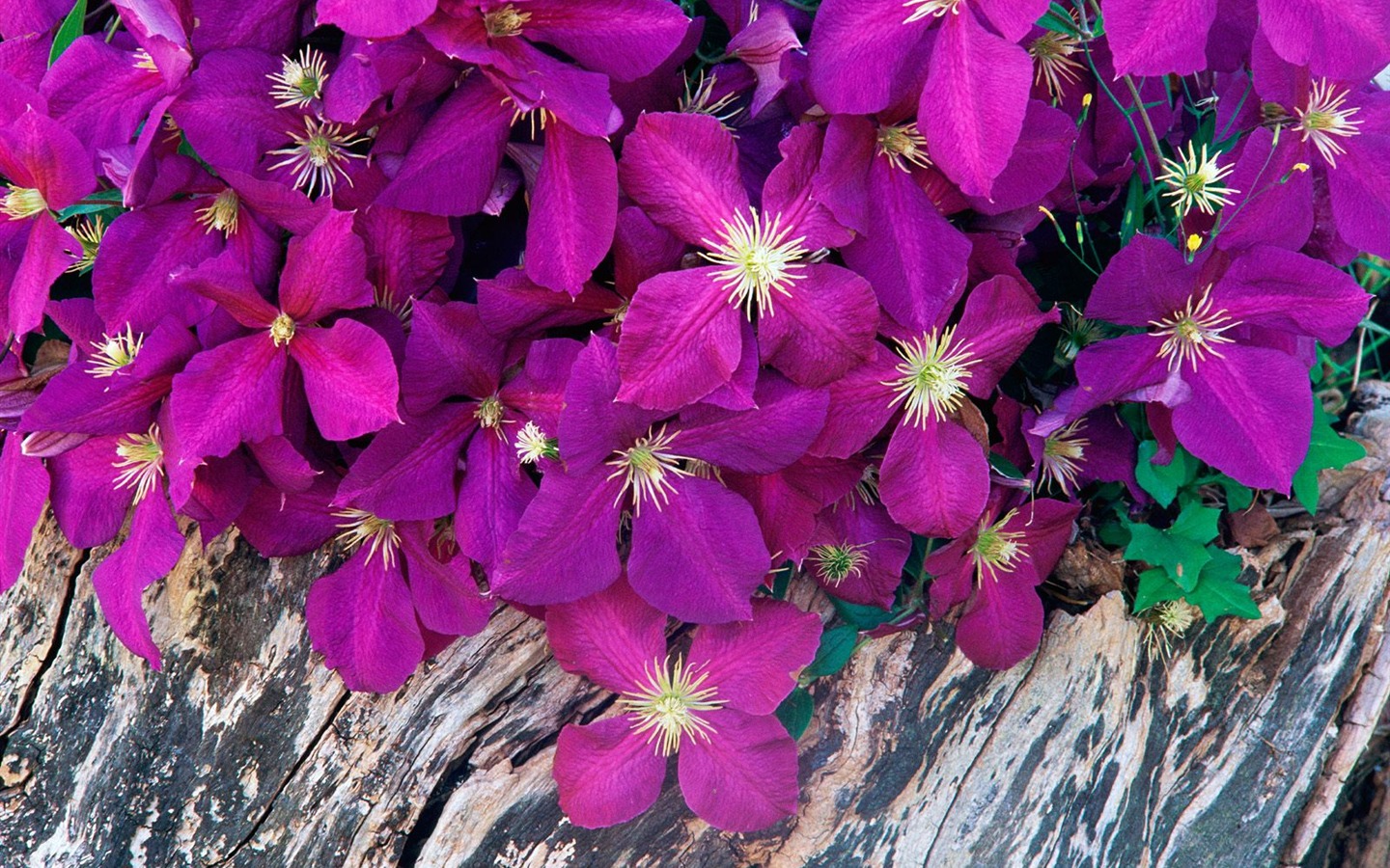 鮮花特寫(七) #17 - 1440x900