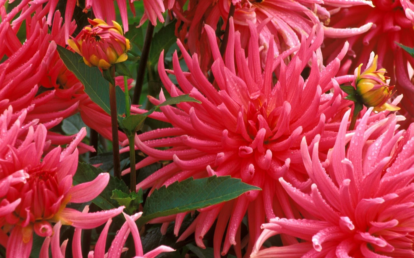 鮮花特寫(七) #19 - 1440x900