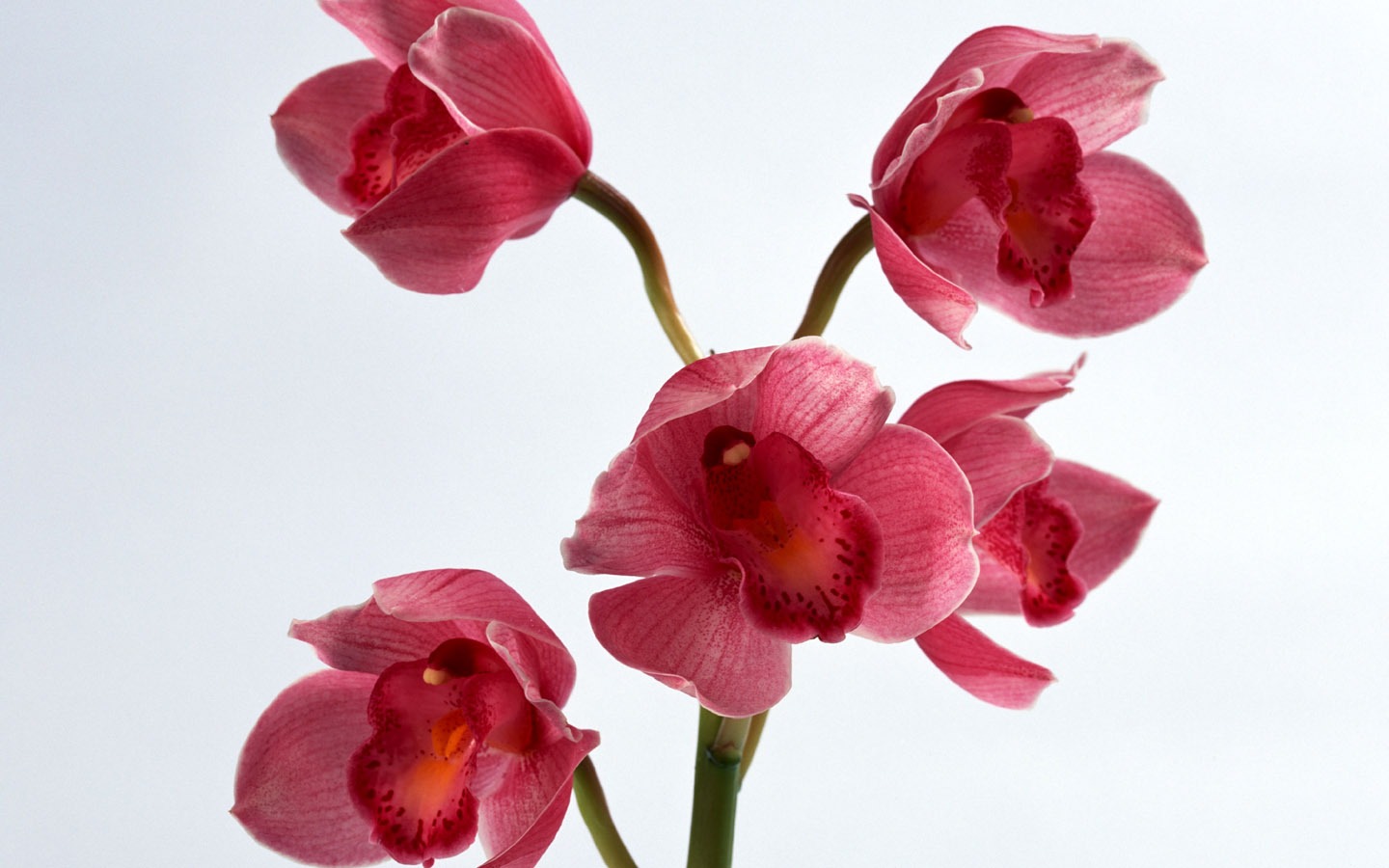鮮花特寫(八) #3 - 1440x900