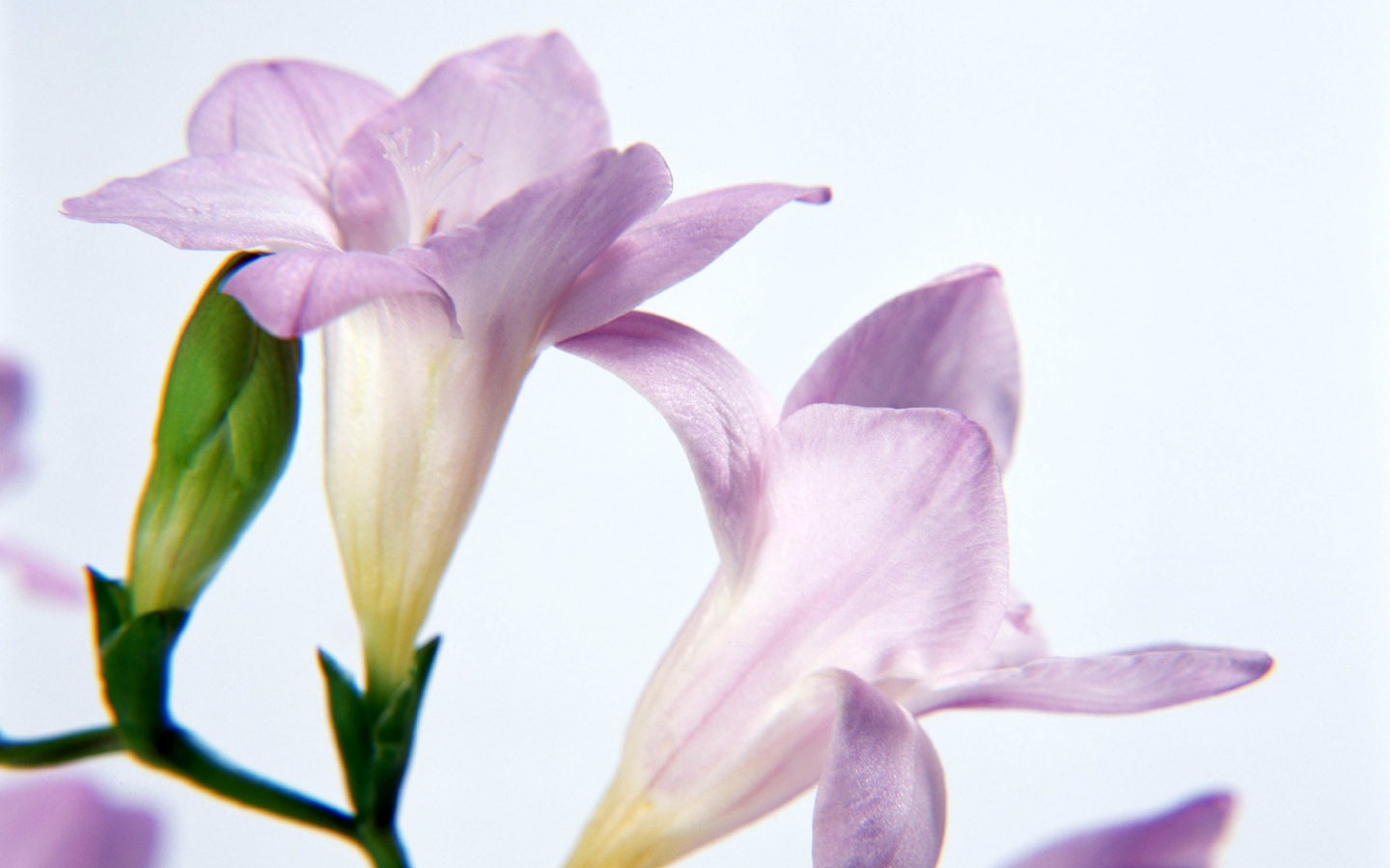 鮮花特寫(八) #4 - 1440x900