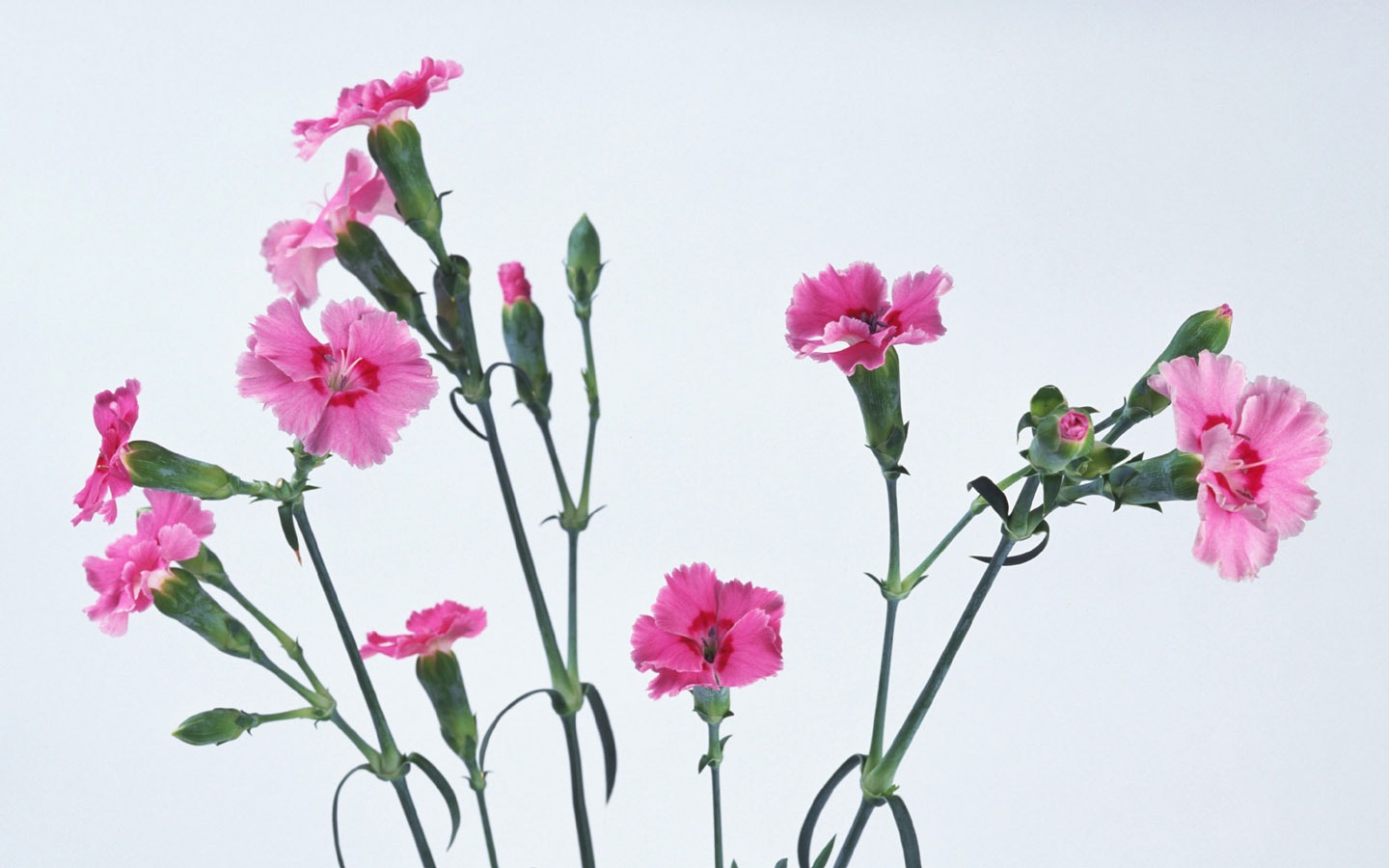 鮮花特寫(八) #5 - 1440x900