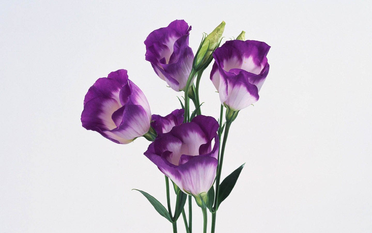 꽃 클로즈업 (8) #16 - 1440x900
