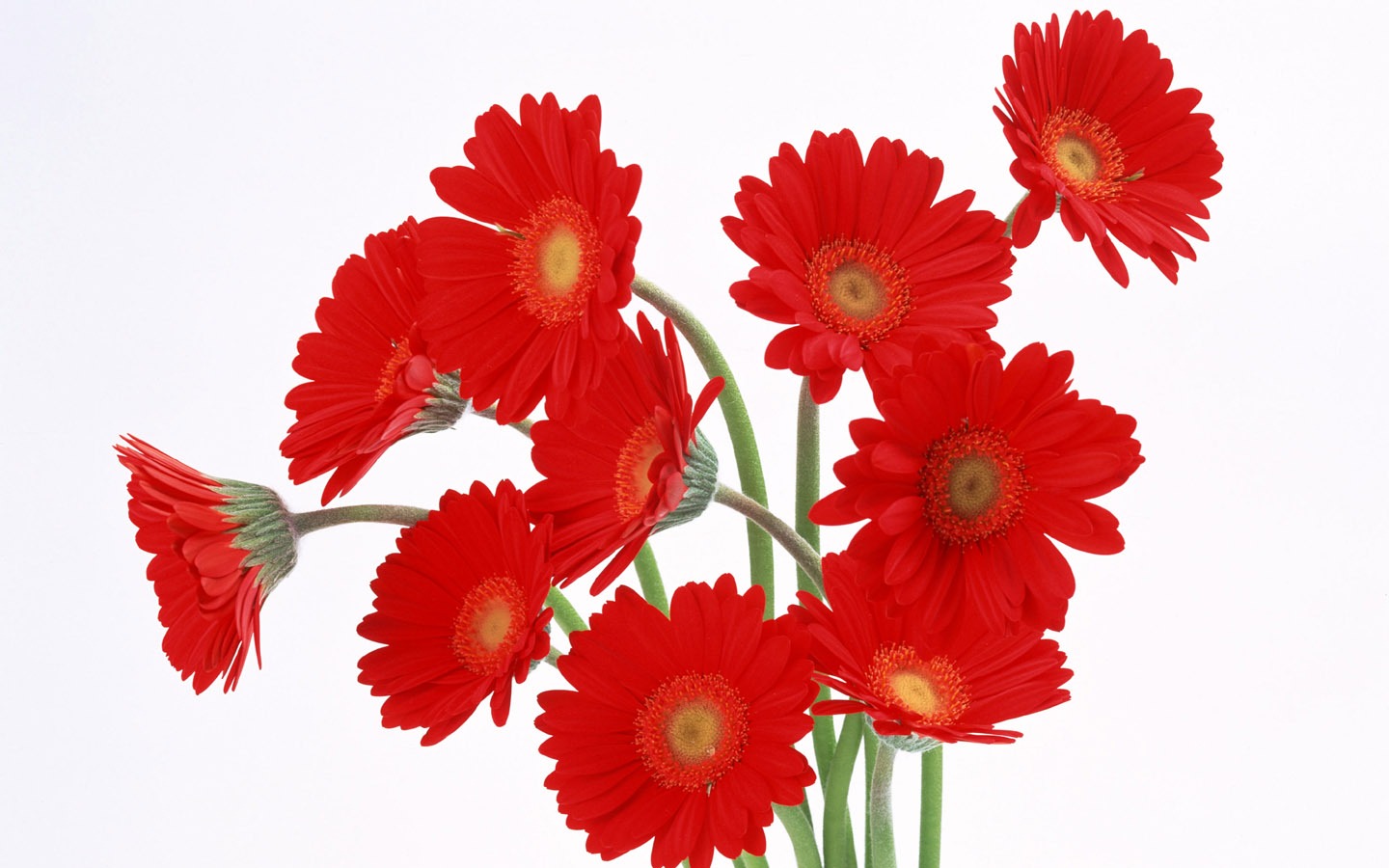 鮮花特寫(八) #20 - 1440x900