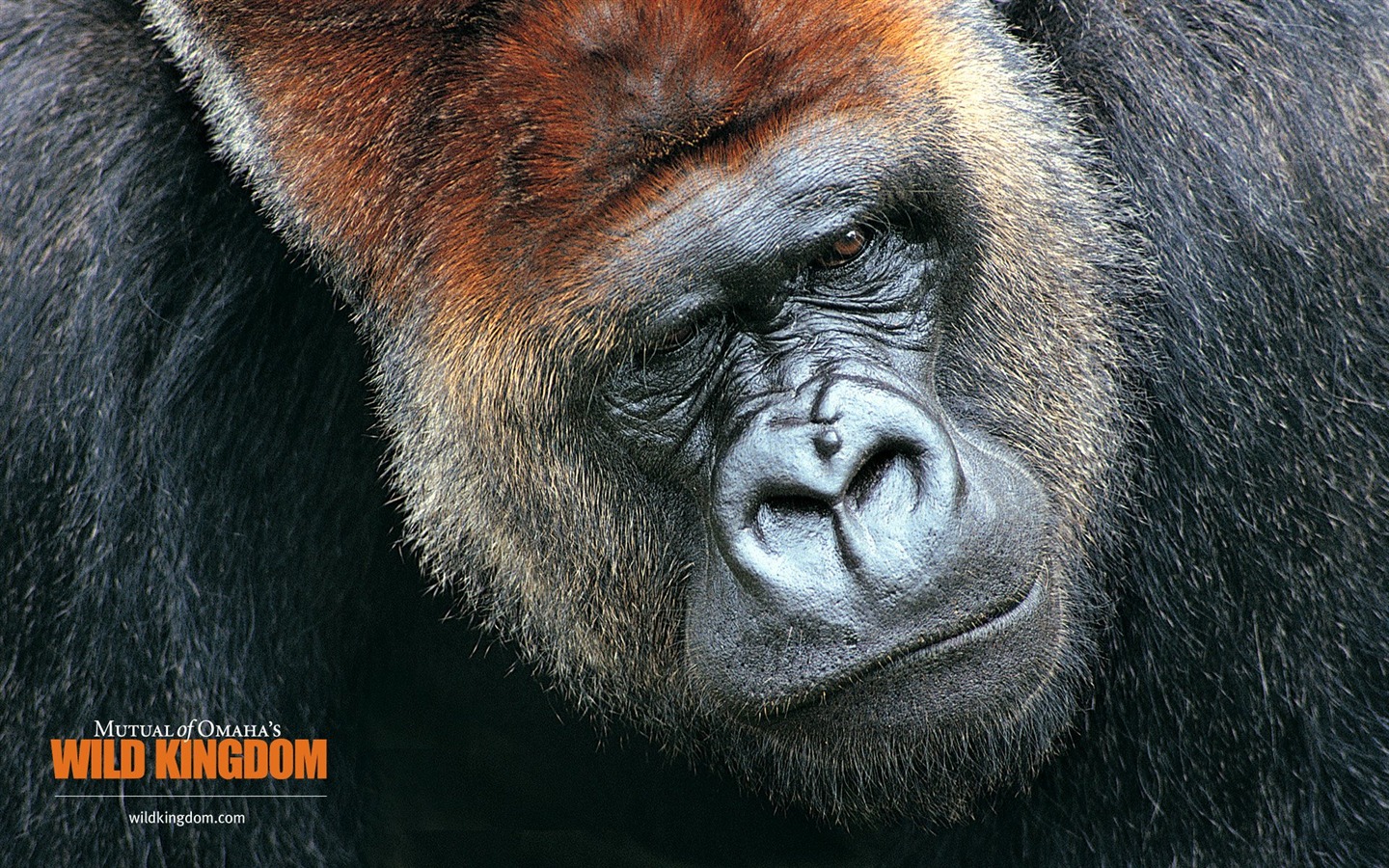 Wild Kingdom 動物壁紙 #7 - 1440x900