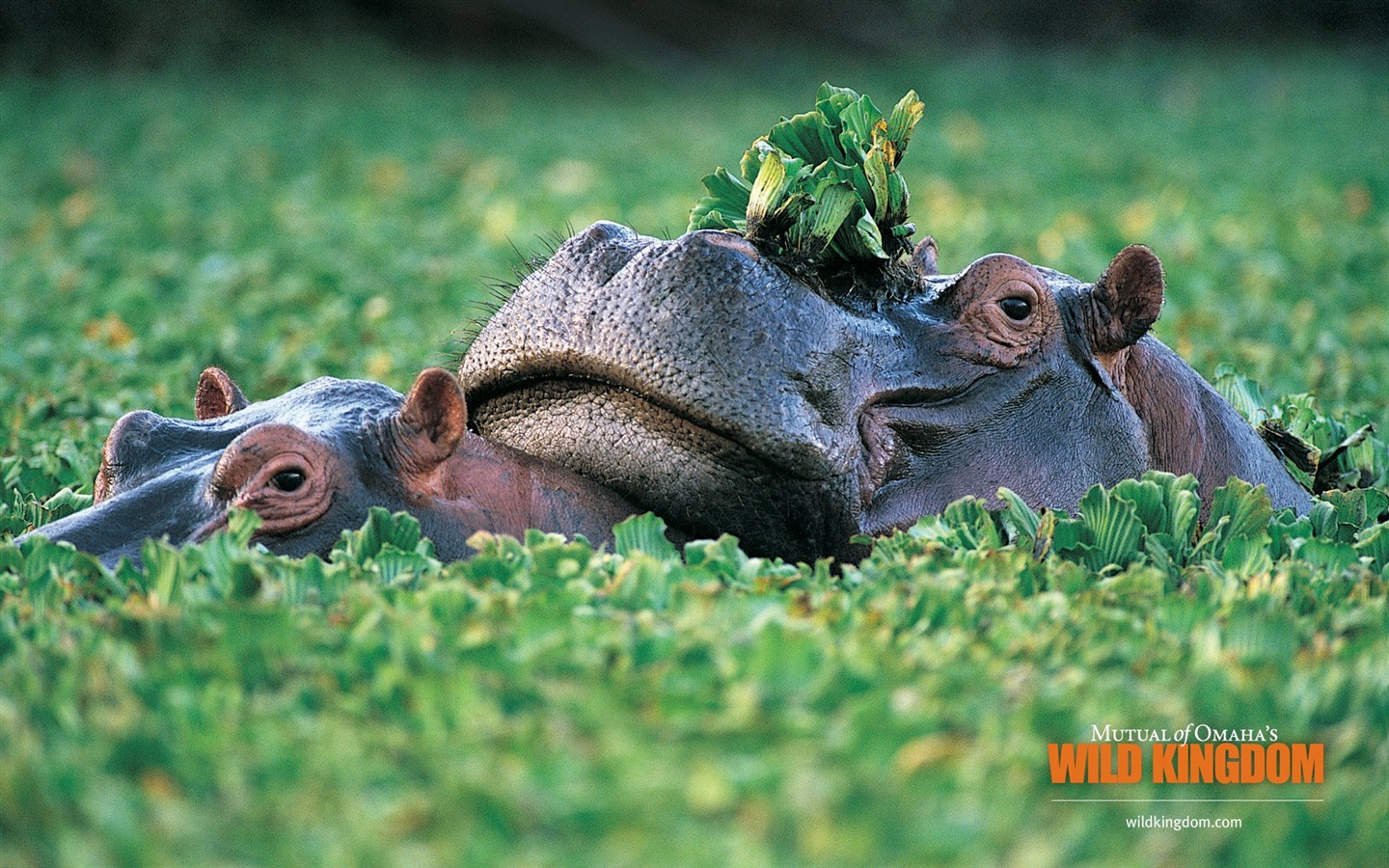 Wild Kingdom Animal Wallpapers #8 - 1440x900