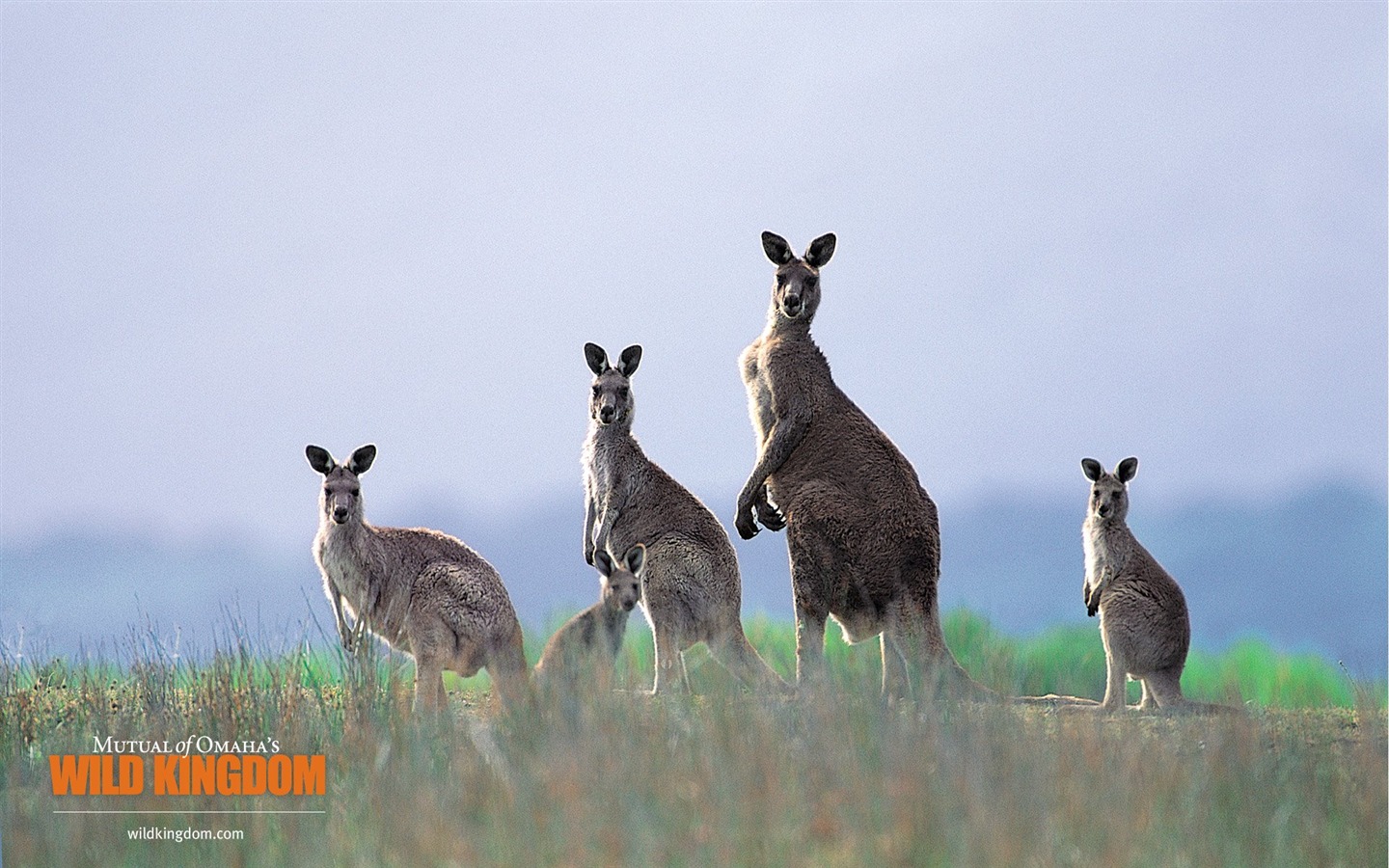 Wild Kingdom 動物壁紙 #9 - 1440x900