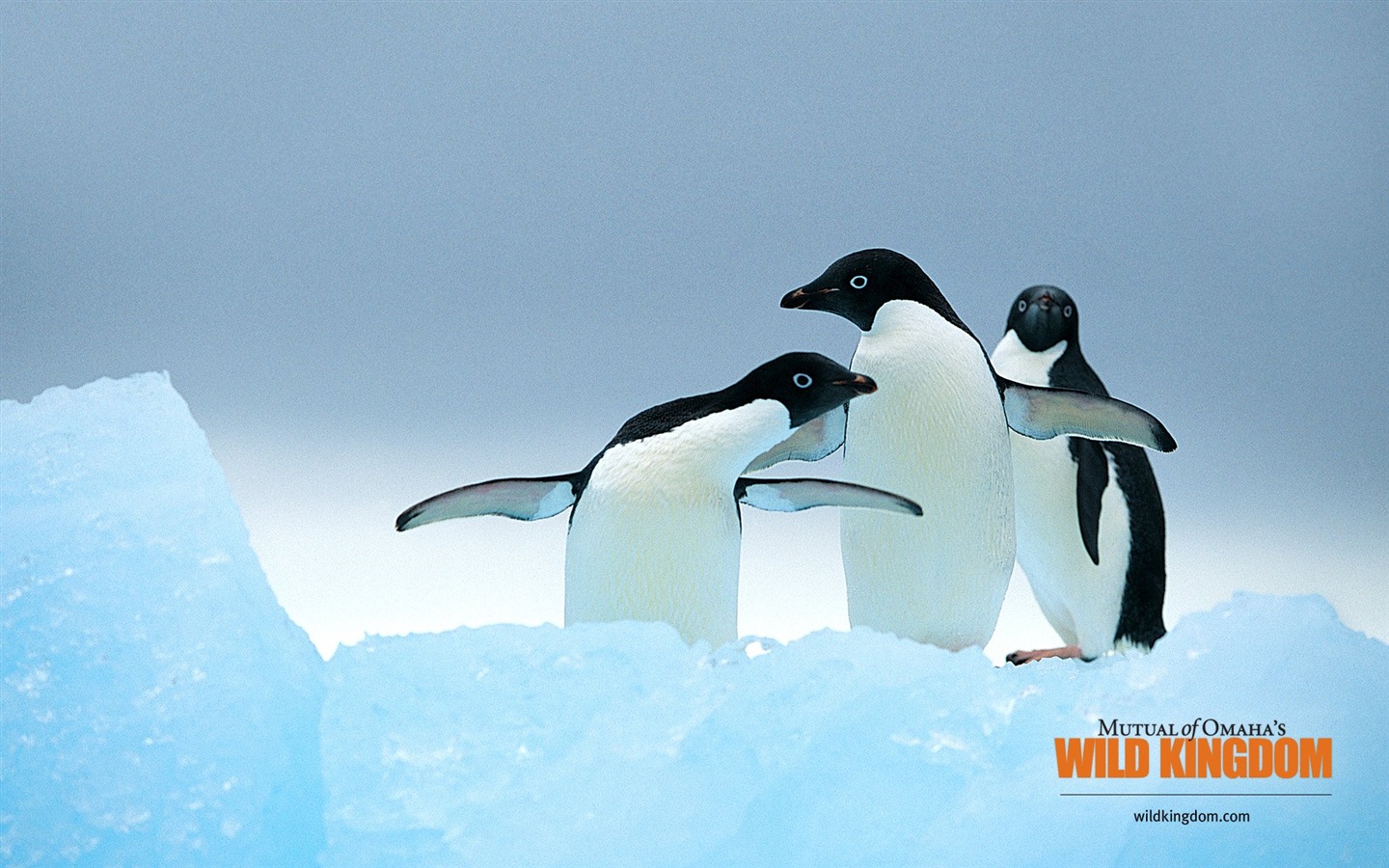 Wild Kingdom 動物壁紙 #13 - 1440x900