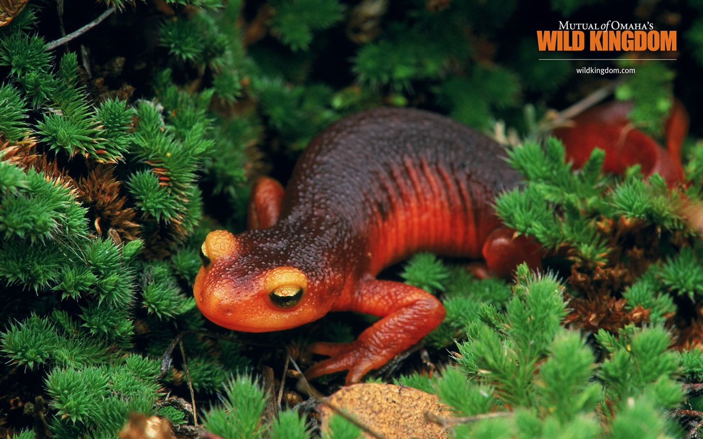 Wild Kingdom 動物壁紙 #17 - 1440x900