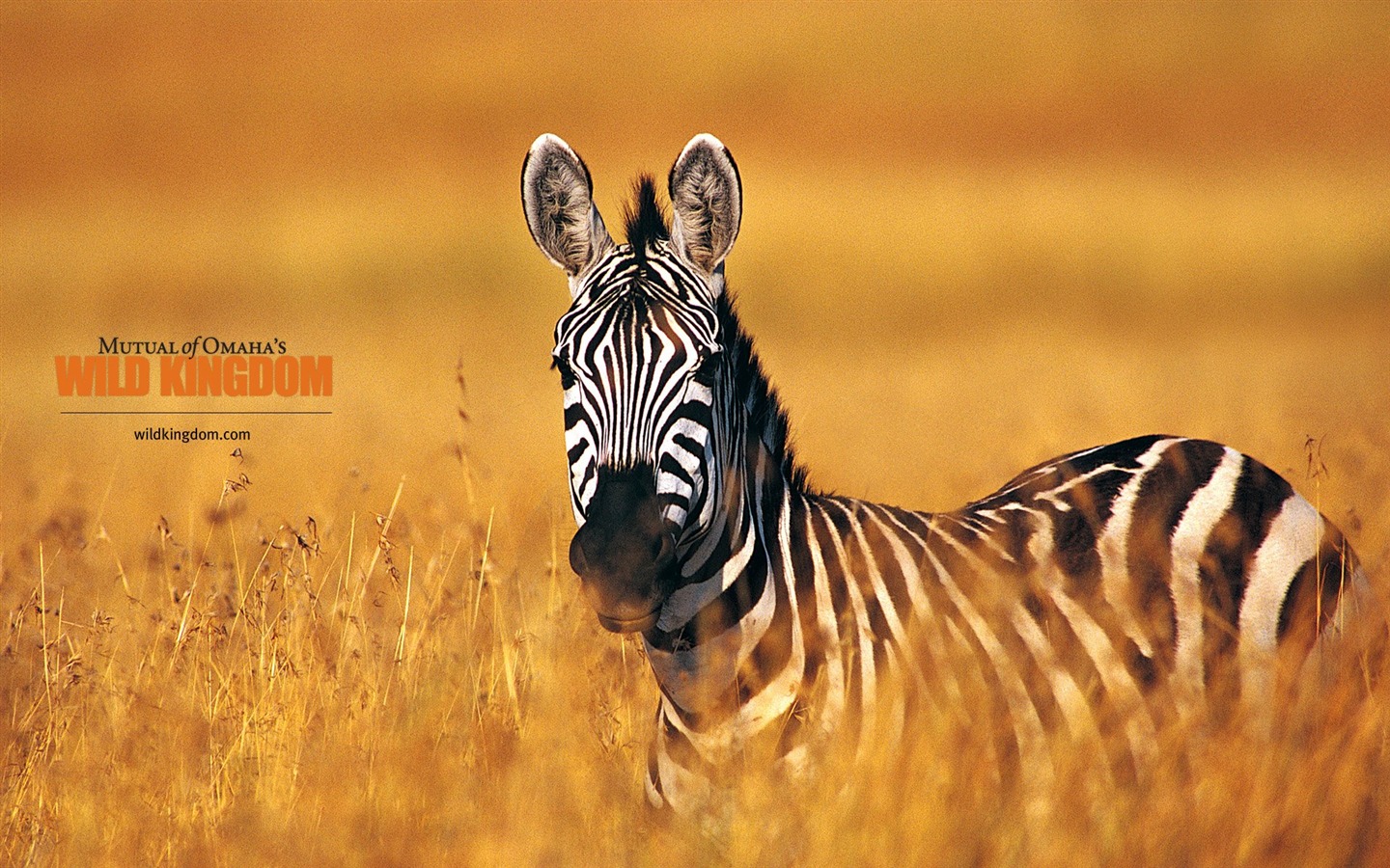 Fonds d'écran Wild Animal Kingdom #24 - 1440x900