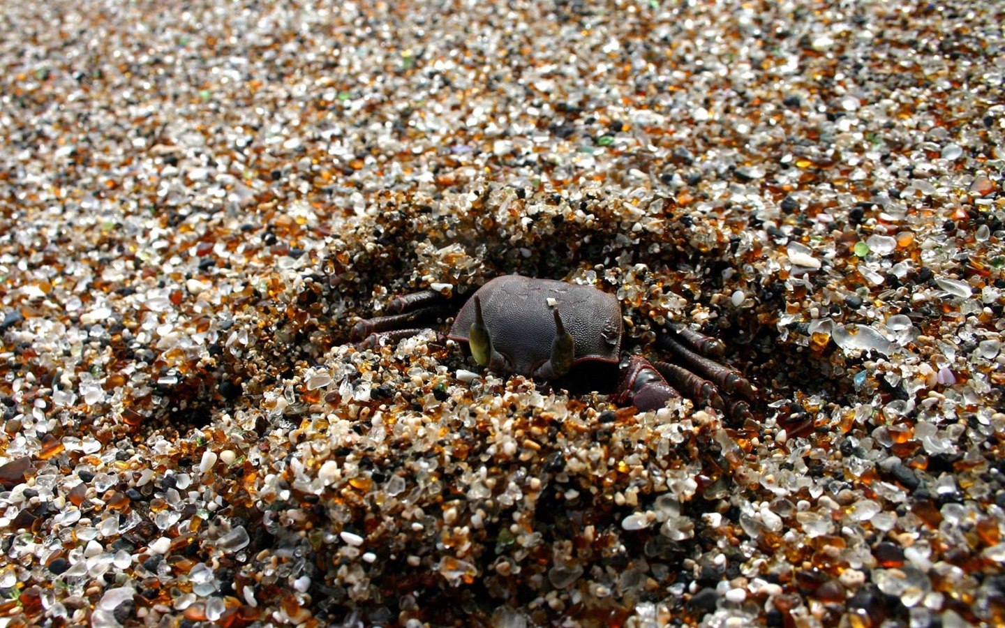 National Geographic Tapety zvířat články (4) #5 - 1440x900