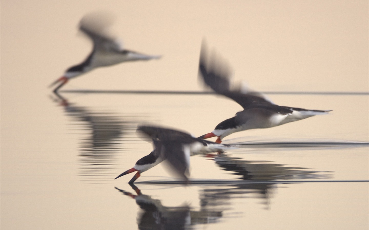 National Geographic Wallpapers Animal articles (4) #9 - 1440x900