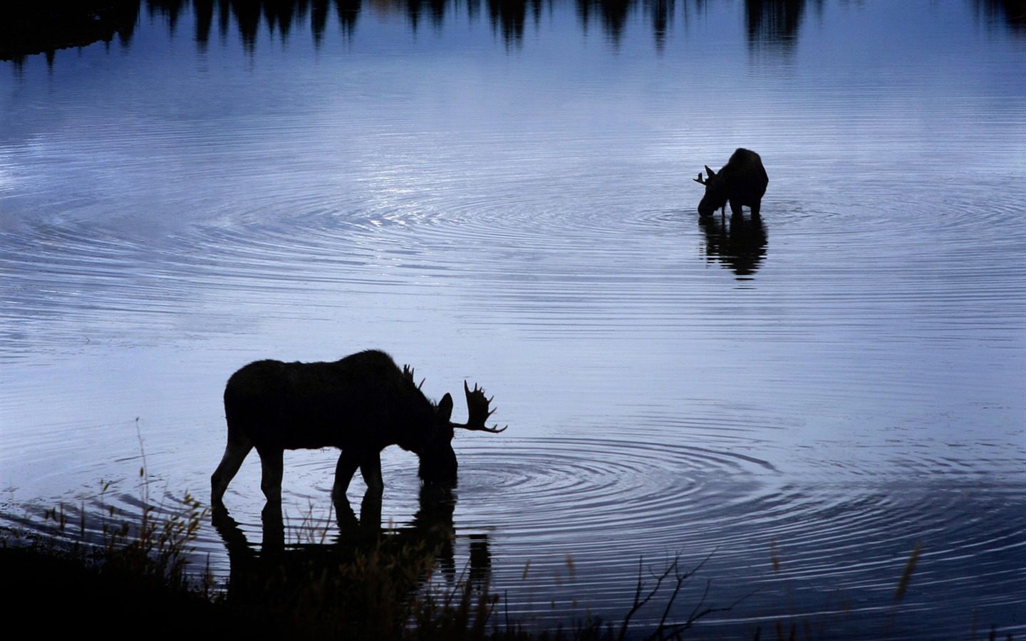 National Geographic Wallpapers articles animale (4) #10 - 1440x900