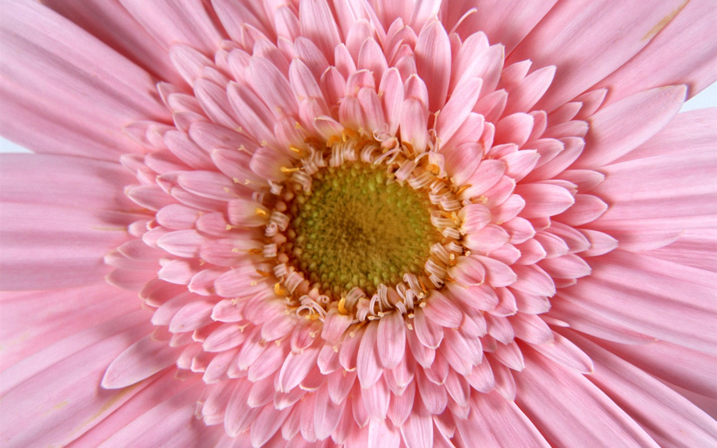 Flowers close-up (11) #2 - 1440x900