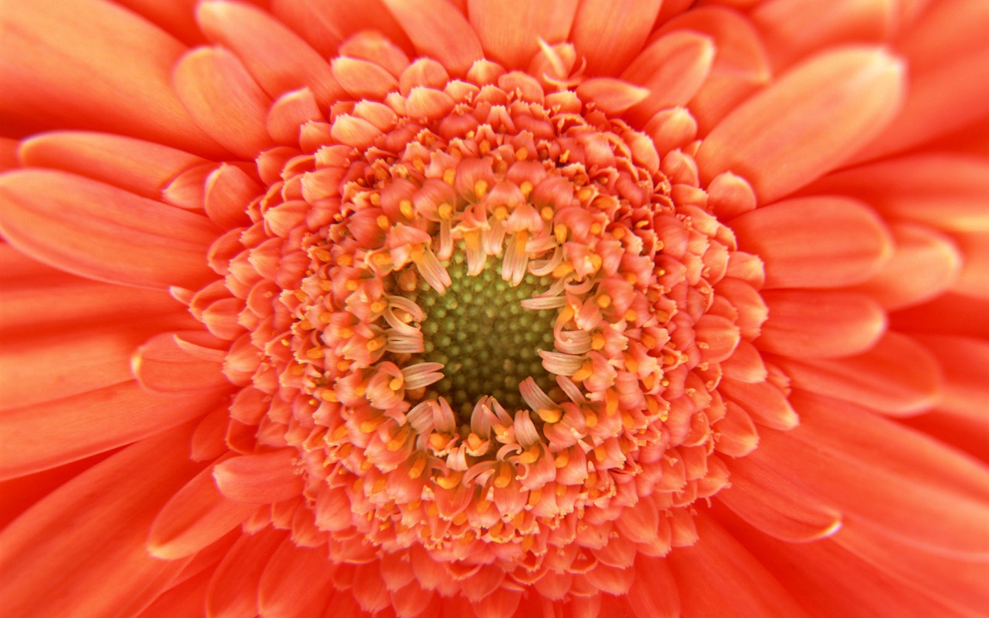 Flowers close-up (11) #5 - 1440x900