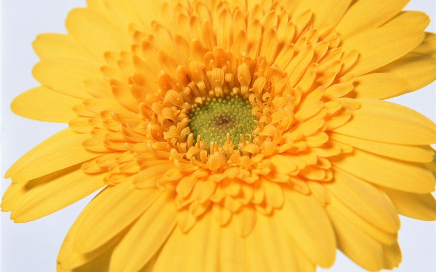 Flowers close-up (11) #6 - 1440x900