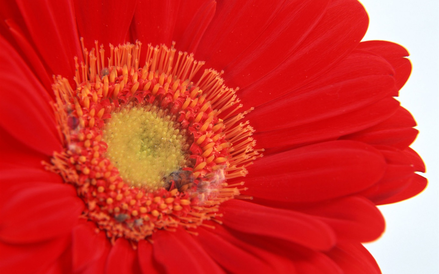 Flowers close-up (11) #12 - 1440x900
