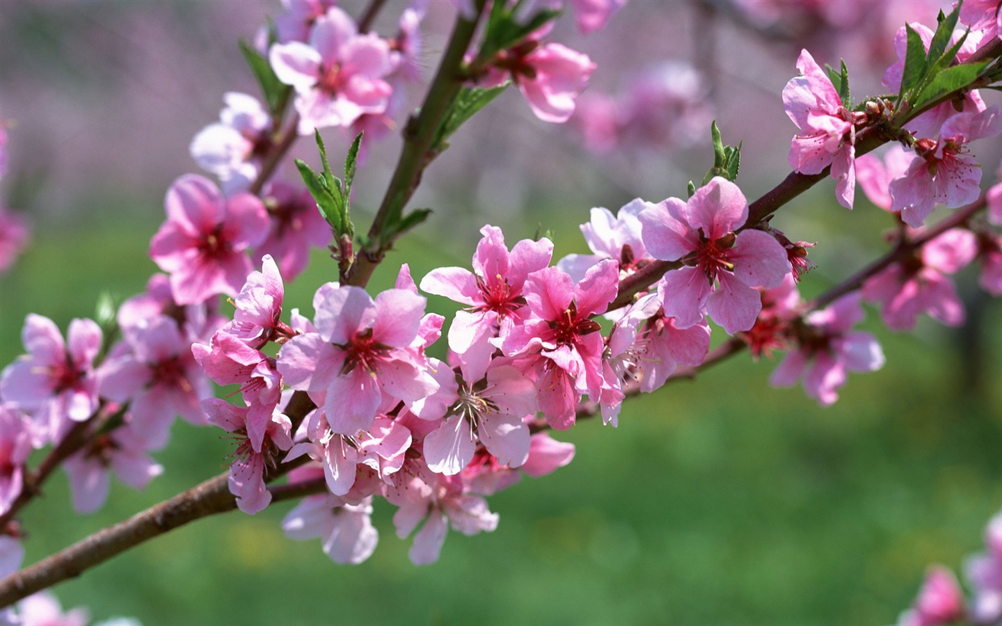 Flores close-up (12) #1 - 1440x900