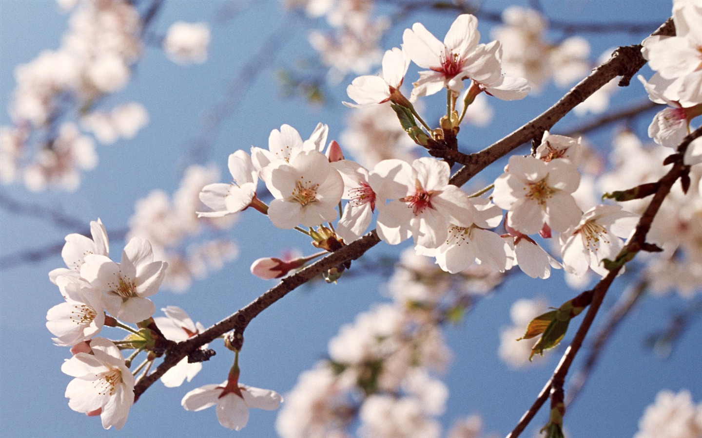 Flowers close-up (12) #6 - 1440x900