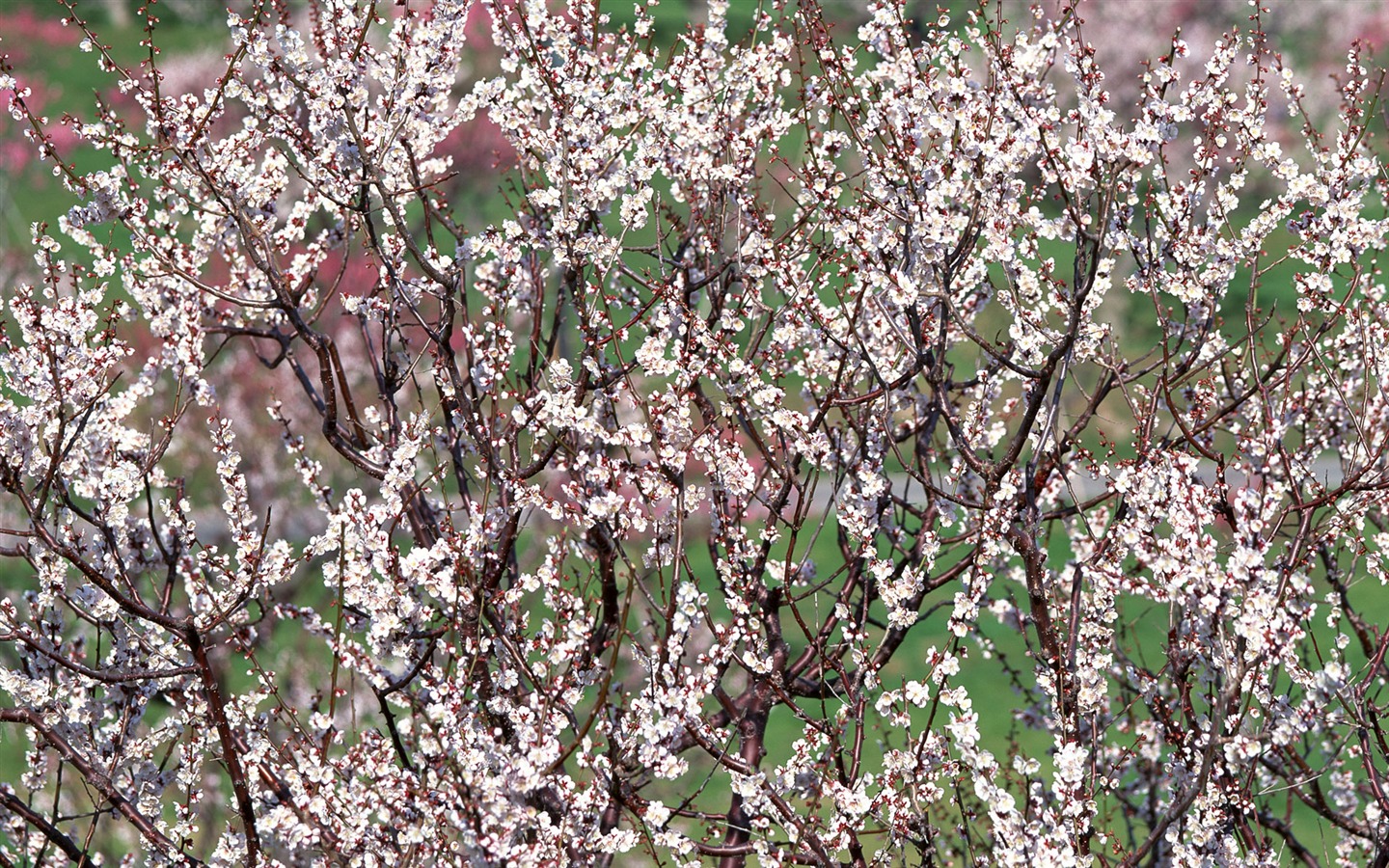 Flowers close-up (12) #7 - 1440x900