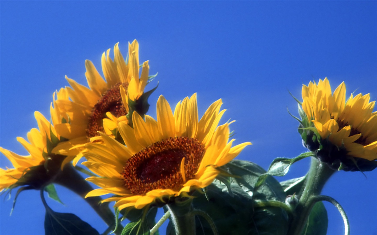 Flowers close-up (12) #9 - 1440x900