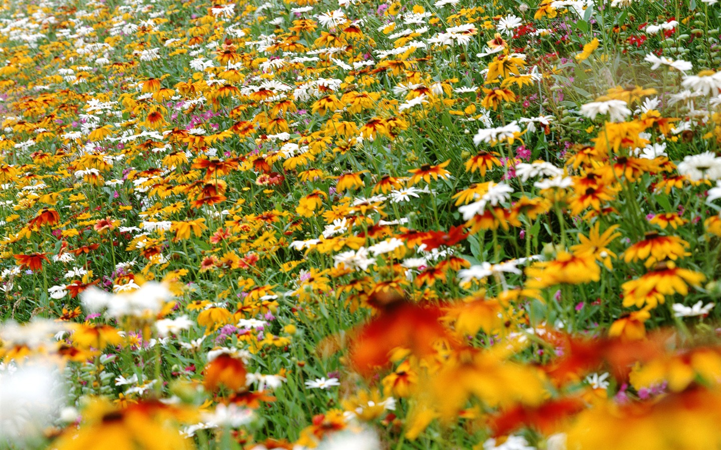 Flowers close-up (12) #13 - 1440x900