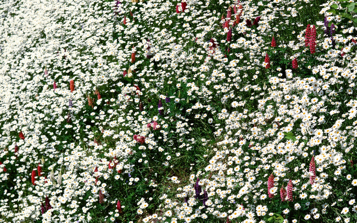 Flowers close-up (12) #16 - 1440x900