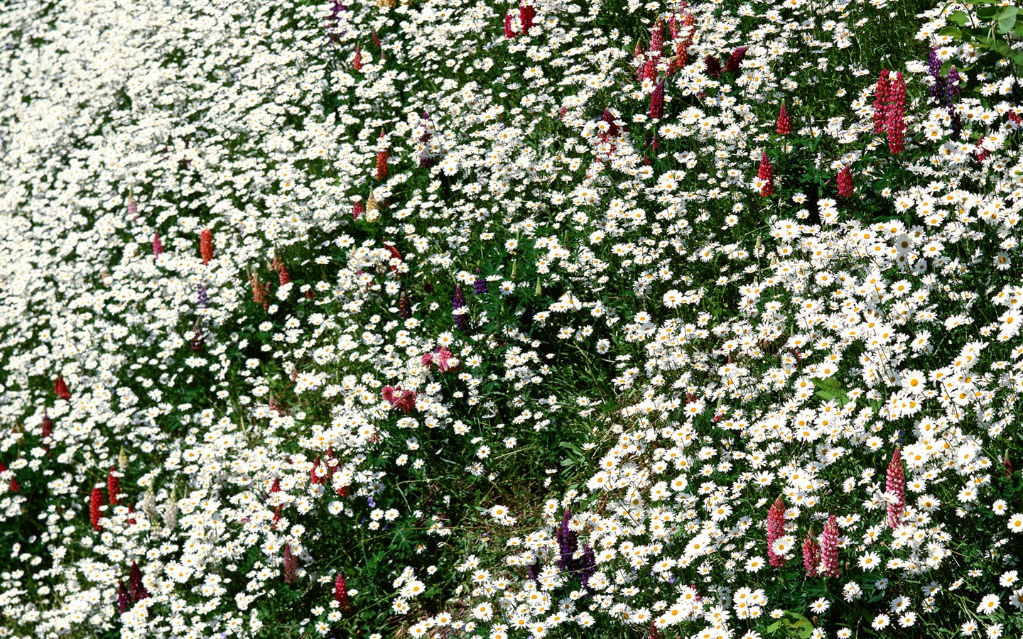 鮮花特寫(12) #16 - 1440x900