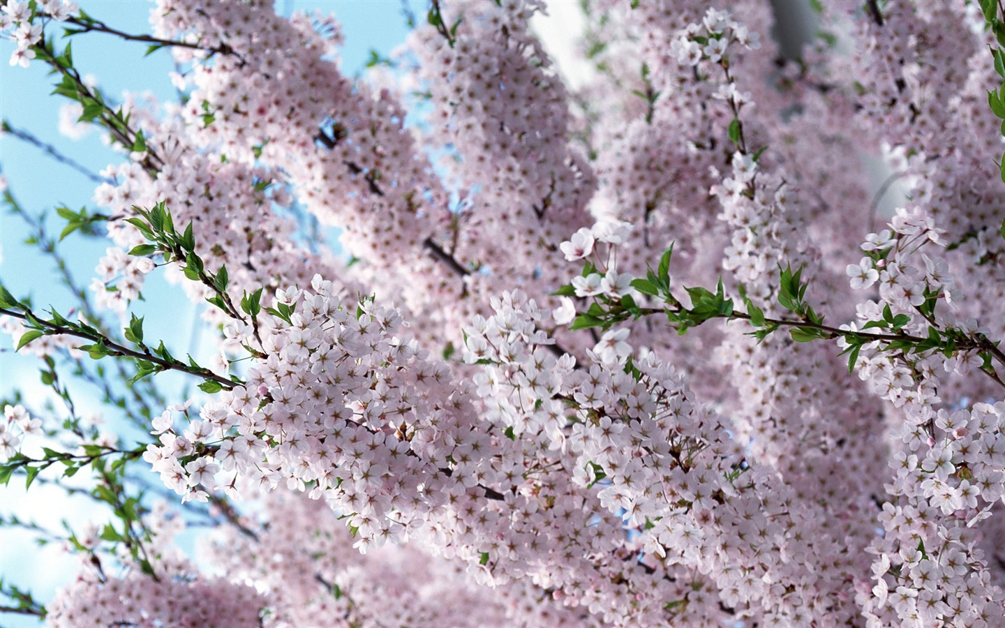 Flowers close-up (12) #18 - 1440x900