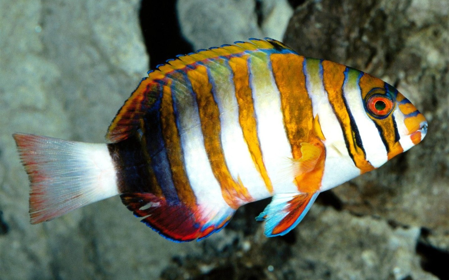 炫彩熱帶魚壁紙專輯 #16 - 1440x900