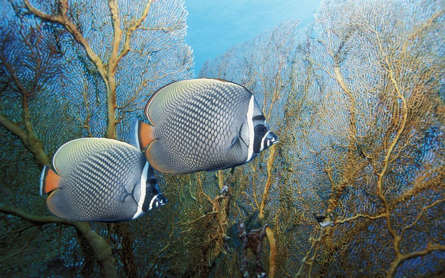 カラフルな熱帯魚の壁紙アルバム #17 - 1440x900