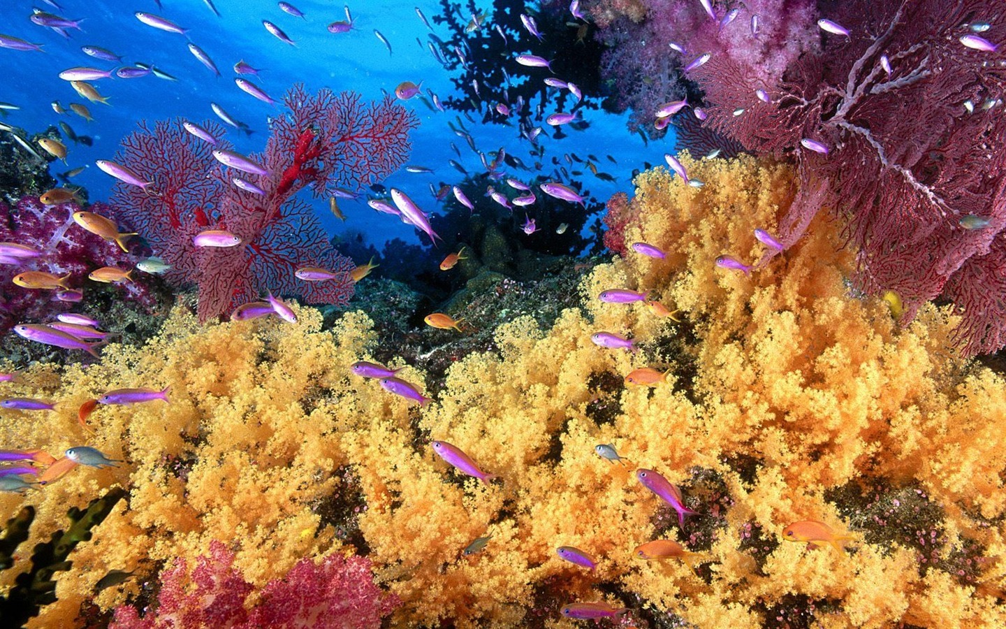 カラフルな熱帯魚の壁紙アルバム #8 - 1440x900