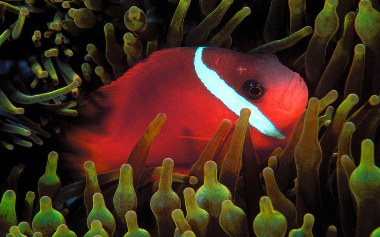 炫彩熱帶魚壁紙專輯 #10 - 1440x900