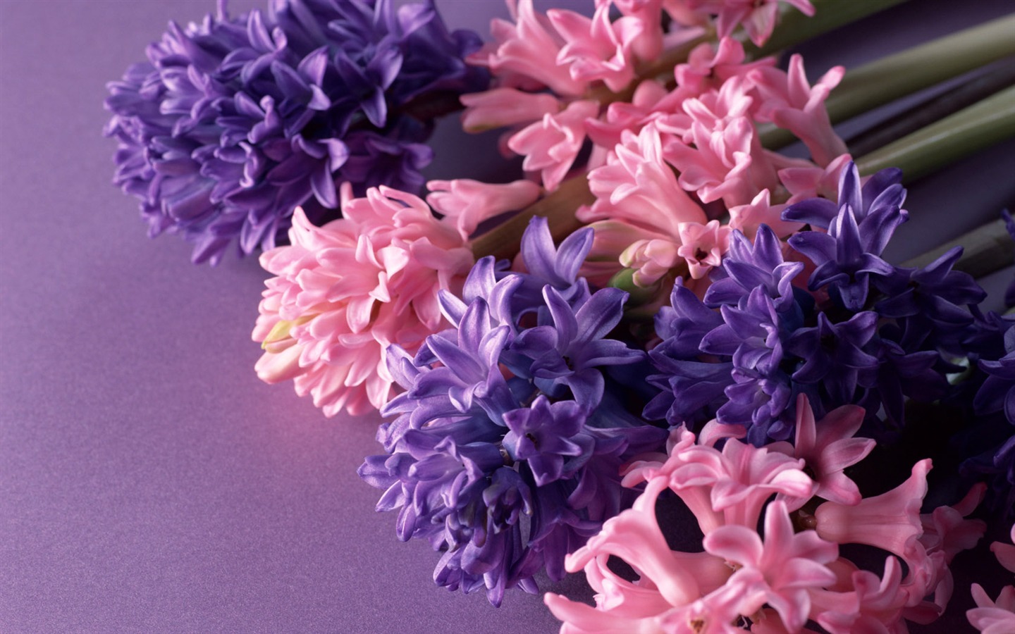 Flowers close-up (14) #11 - 1440x900
