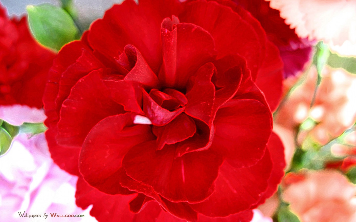 Mother's Day of the carnation wallpaper albums #27 - 1440x900
