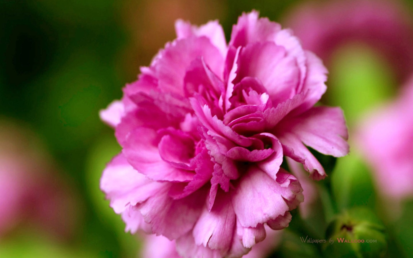 Mother's Day of the carnation wallpaper albums #34 - 1440x900
