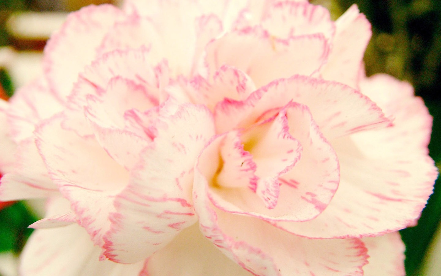 Mother's Day of the carnation wallpaper albums #36 - 1440x900